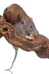 fancy rat eats biscuit