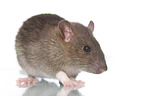 fancy rat on white background