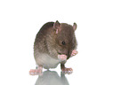preening rat