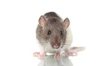 fancy rat on white background