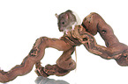 rat on root