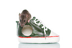 fancy rat on white background