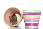 fancy rat on white background