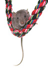 fancy rat on white background
