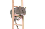 climbing rat