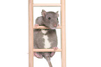 climbing rat
