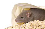 eating rat