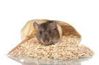 eating rat