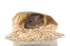eating rat