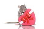 fancy rat on white background