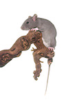 climbing rat
