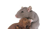 rat on root