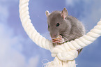 fancy rat eats biscuit