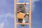 fancy rat with biscuit