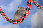 fancy rat on rope
