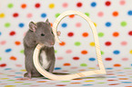 fancy rat with heart