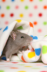 fancy rat