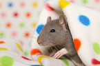 fancy rat