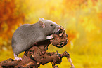 rat on root