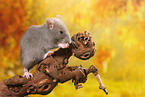 preening rat