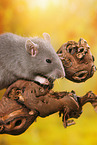 rat on root
