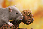 rat on root