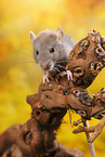 rat on root
