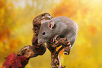 rat on root