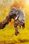 climbing rat