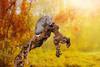 climbing rat