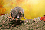 rat on root