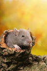rat on root