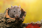 rat on root