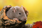 rat on root