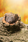 rat on root
