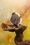 rat on root
