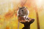 rat on root