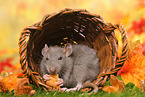 fancy rat eats biscuit