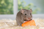 fancy rat