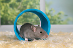 fancy rat