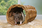 fancy rat