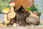 fancy rat