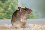 fancy rat