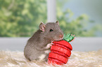 fancy rat