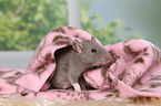 fancy rat