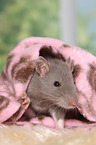 fancy rat