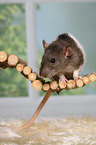 fancy rat