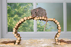fancy rat