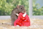 fancy rat with heart