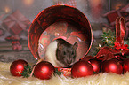 rat with christmas deco